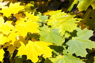 Image showing autumn leaves closeup