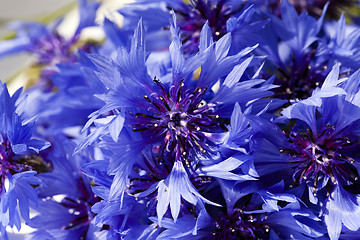 Image showing   cornflower blue flowers 