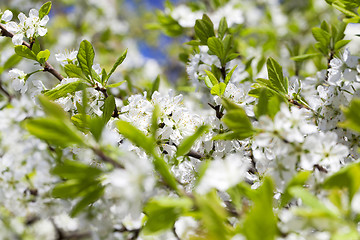 Image showing cherry blossom .  close-up 