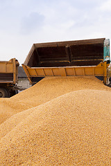 Image showing harvesting corn . car