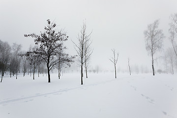 Image showing trees in winter  