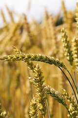 Image showing mature cereal . close-up  