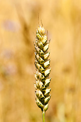 Image showing mature cereal  close-up  