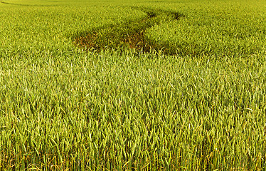 Image showing immature cereals . wheat