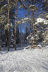 Image showing trees in winter  