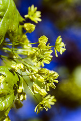 Image showing   flower green maple 