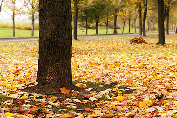 Image showing autumn leaves  .  closeup  