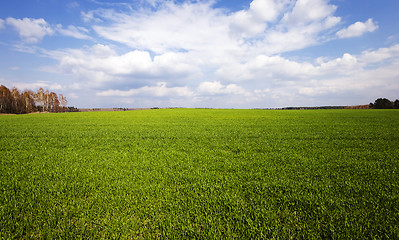 Image showing cereal field . Agricultural 