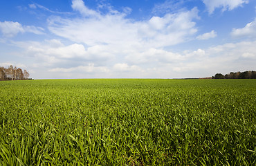 Image showing immature cereals . field