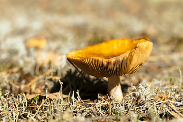 Image showing Forest mushroom .  forest