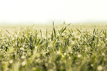 Image showing sprouted wheat. dawn sun 