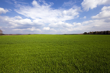 Image showing immature cereals . field