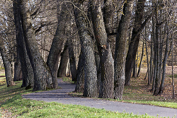 Image showing autumn trees  . Belarus