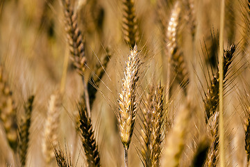 Image showing mature cereal .  close-up 