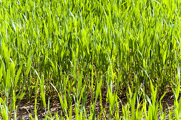 Image showing  green wheat sprout