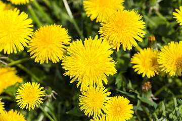 Image showing dandelions   close up 