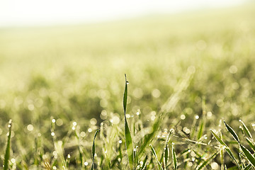 Image showing sprouted wheat. dawn sun 