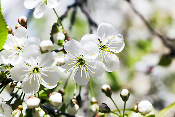 Image showing  Photo Cherry blossoms 