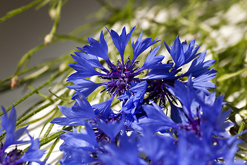 Image showing cornflower  . summer. weed