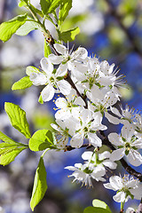 Image showing cherry blossom .  close-up 