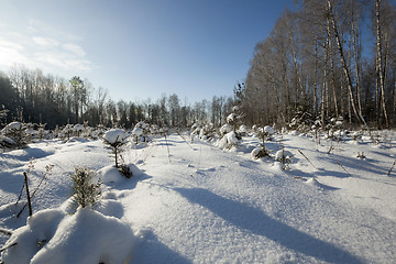 Image showing  tree in winter