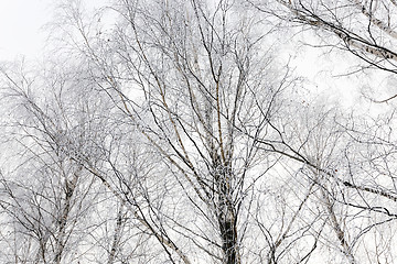 Image showing treetops .  winter season