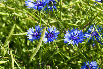 Image showing blue cornflower  . spring