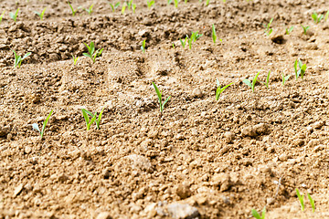 Image showing  green corn sprouted