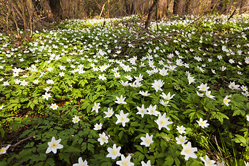 Image showing spring flowers . closeup  