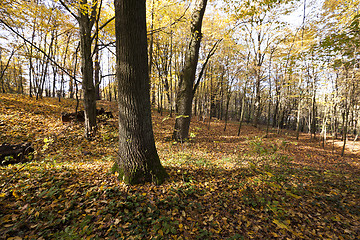 Image showing   the trees .  autumn season