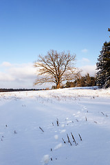 Image showing trees in winter 