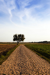 Image showing Spring road .  season