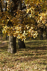 Image showing autumn forest . Belarus