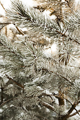 Image showing   fir tree in winter