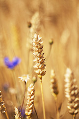 Image showing   grow ripe cereals