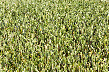 Image showing immature cereals . wheat