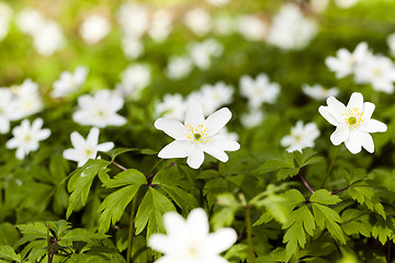 Image showing   spring flowers in white