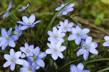 Image showing spring flowers .  forest