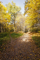 Image showing autumn forest . Belarus