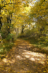 Image showing   the forest,   autumn 