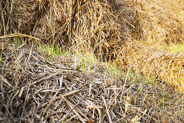 Image showing wheat germ .  after harvest