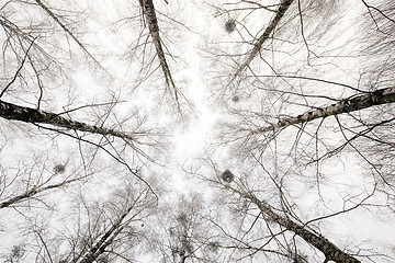 Image showing treetops . winter season