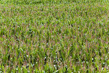 Image showing   grow green maize 