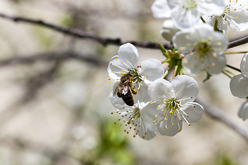 Image showing  Photo Cherry blossoms 