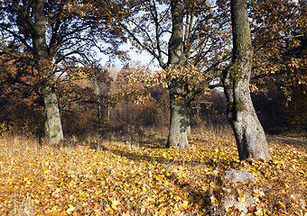 Image showing   trees in the autumn  