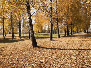 Image showing autumn forest  .  trees  