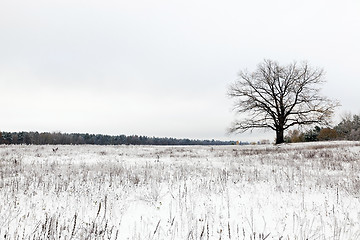 Image showing lonely tree .  snow.