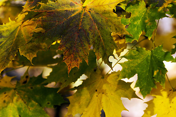 Image showing   leaves in autumn  