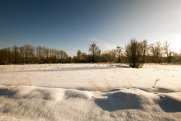 Image showing trees in winter  