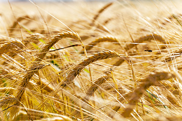 Image showing mature cereal . close-up  